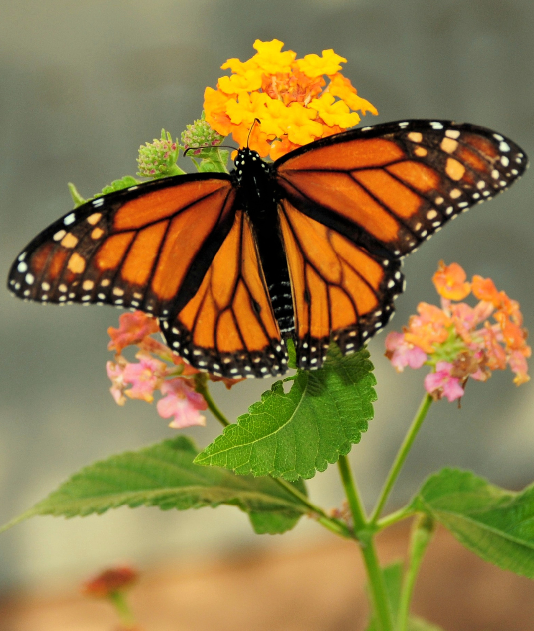 El dia de les papallones: nova activitat de la Jugatecambiental